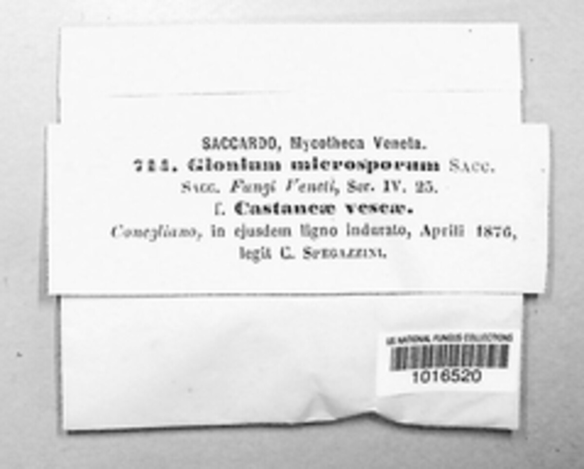 Glonium microsporum image
